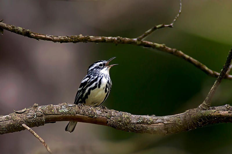 Woodland Nymphs